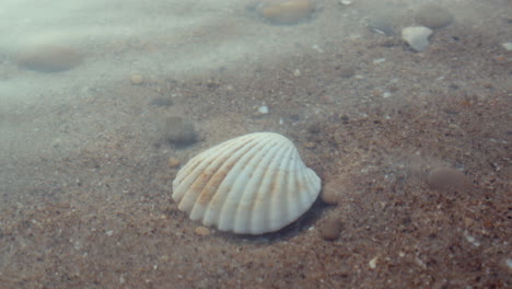 A-seashell-on-a-sandy-bottom