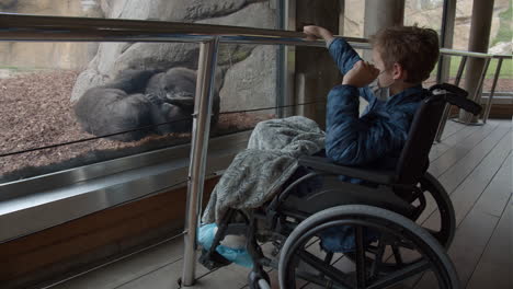 Kid-in-wheelchair-is-curious-about-the-chimpanzees-in-the-zoo