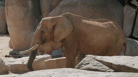 African-elephant-eating-in-the-zoo