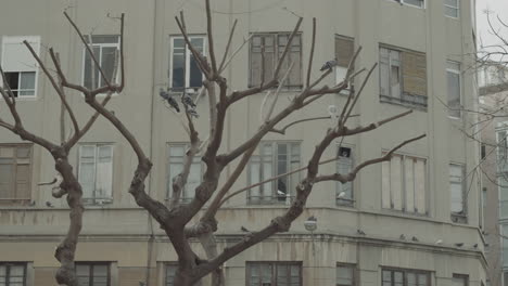 Bare-tree-with-pigeons-by-the-apartment-house