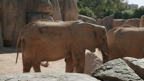 Afrikanische-Elefanten-Konkurrieren-Um-Nahrung