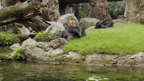 Junge-Schimpansen-Schmiegen-Sich-An-Ihre-Mütter-Und-Schlafen