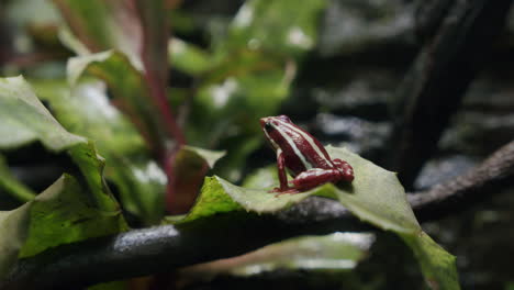 Anthony-poison-arrow-frog-in-the-tree