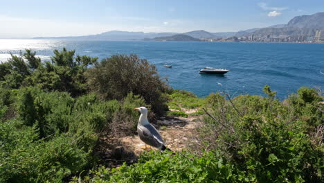 Sea-scene-with-seagull-family-and-coastal-town-Benidorm-Spain
