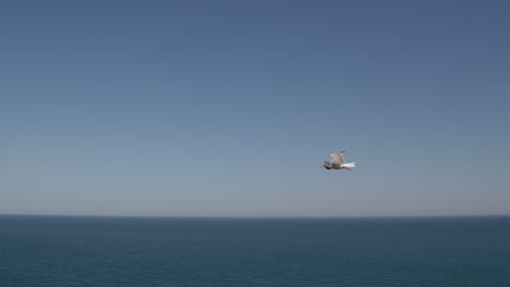 Seagull-soaring-in-the-air-and-fly-down-to-the-sea