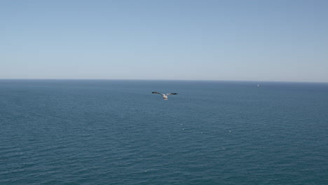 Gaviotas-Volando-Sobre-El-Océano-Escena-Marítima