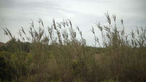 Plants-swaying-in-the-wind-quiet-countryside-scene