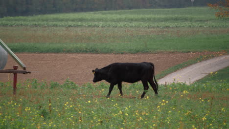 Vaca-Negra-Pastando-En-El-Prado