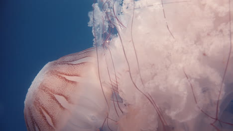 Close-up-of-a-jellyfish---Mauve-Stinger