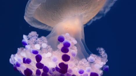 Fried-Egg-jellyfish-undulating