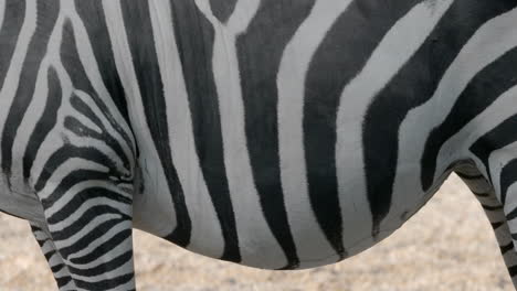 Zebra-Bauch-Tierkörper-Zuckt,-Während-Insekten-Ihn-Beißen