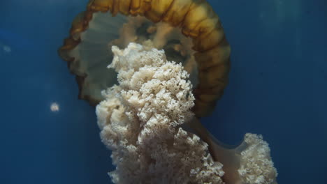 Mauve-Stinger-Jellyfish