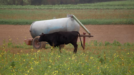 Vaca-Negra-Pastando-En-El-Prado