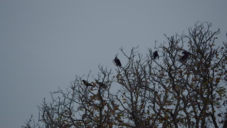 Slow-motion---a-flock-of-ravens-on-a-tree