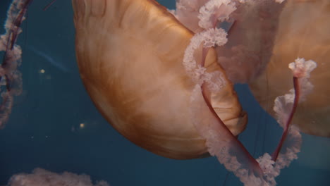 Mauve-stinger-jellyfish