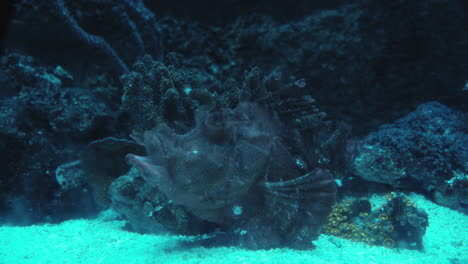 Leaf-Fish---deep-sea-inhabitant