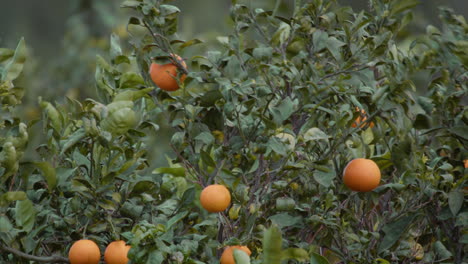 Orangefarbener-Zweig-Und-Blätter,-Die-Im-Wind-Schwingen