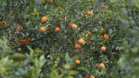 Oranges-on-branch-in-Valencia