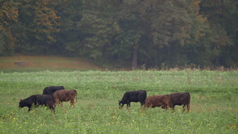 Herd-of-cows-in-the-meadow