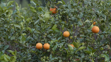 Mandarinen-Auf-Einem-Zweig-Mit-Grünem-Laub