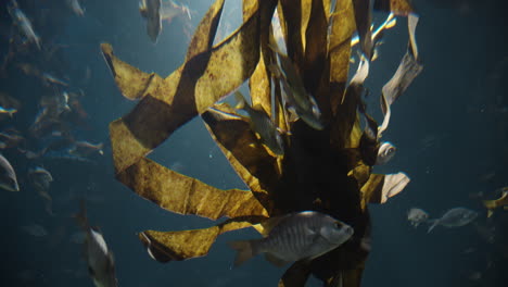 Kelp-and-sea-fish-underwater