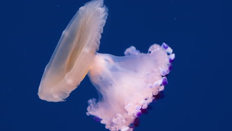 Fried-egg-jellyfish-close-up