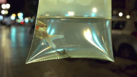 Bag-with-goldfish---close-up