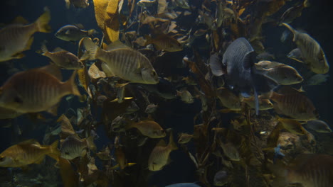 Meereslebewesen-Im-Aquarium