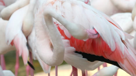 Flamingo-Putzt-Die-Federn-Auf-Dem-Rücken
