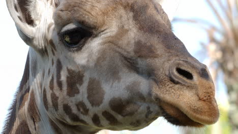Giraffe-muzzle-side-view-and-then-animal-looking-to-the-camera