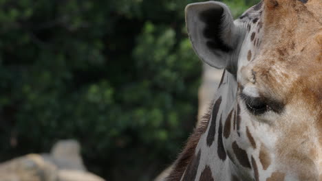 Giraffe-head-animal-chewing-and-moving-ears