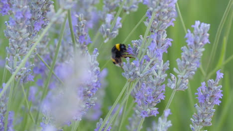Hummel-Sammelt-Pollen-Von-Lavendelblüten
