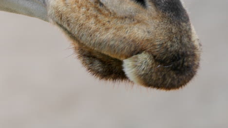 Giraffe-chewing-close-up-of-mouth-with-long-tongue