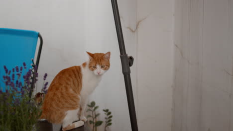 A-white-and-ginger-cat-is-strolling-on-the-balcony