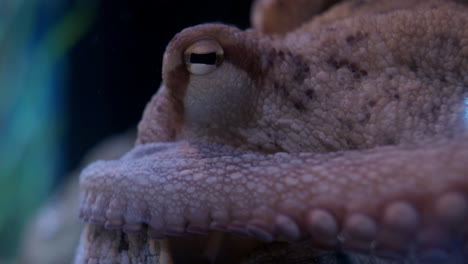 Octopus-Head-and-Respiratory-System-Close-Up