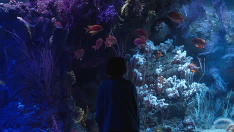 Junge-Bewundert-Aquarium