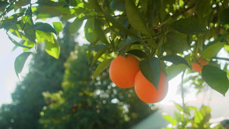 Naranjas-Españolas-Soleadas