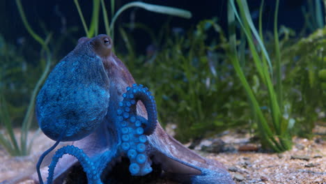 Oktopus-Im-Aquarium,-Nahaufnahme