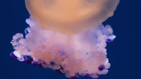 Macro-shot-of-Fried-egg-jellyfish