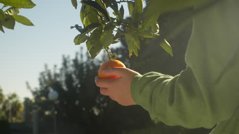 Junge-Berührt-Sonnendurchflutete-Hängende-Mandarine