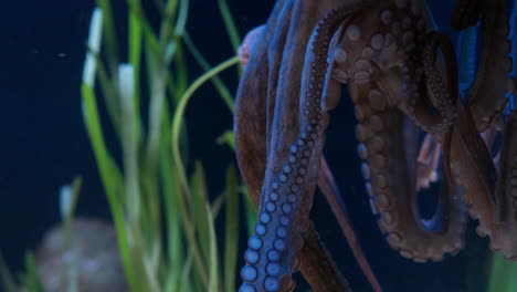 Close-up-of-Octopus-in-Aquarium