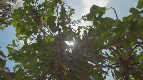 Sonnenstrahlen,-Die-Durch-Die-Bäume-Dringen
