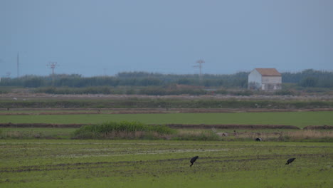 Three-black-herons