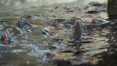 Slow-motion-carp-fish-with-open-mouths