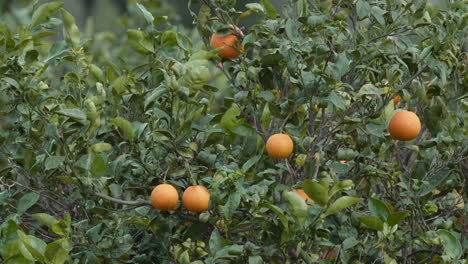 Orangenbäume-Mit-Reifen-Früchten