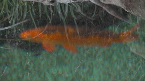 Roter-Fisch-Schwimmt-In-Algen
