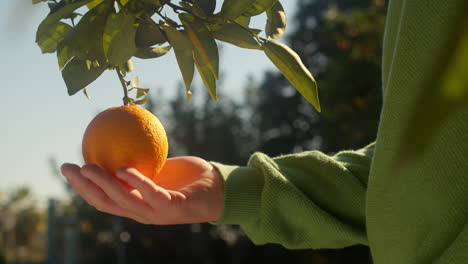 Boys-hand-touching-ripe-orange-in-garden