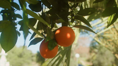 Sunny-Orange-Tree-Branch