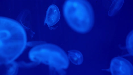 Moon-jellyfish-close-up