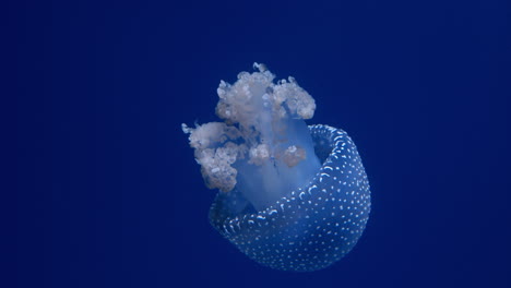White-spotted-jellyfish-close-up